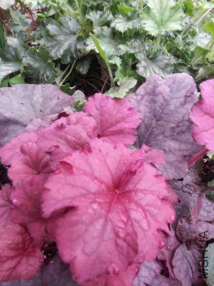 20150315_094752(1)_��С��С.jpg