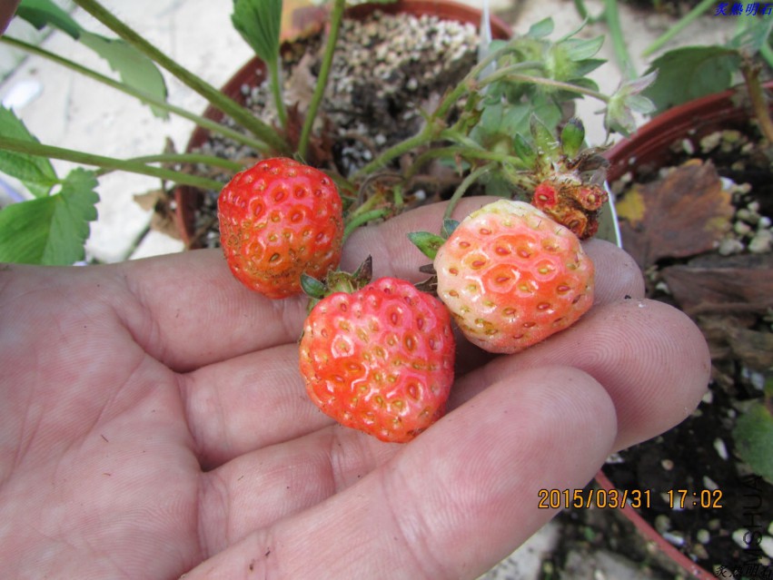 ��������