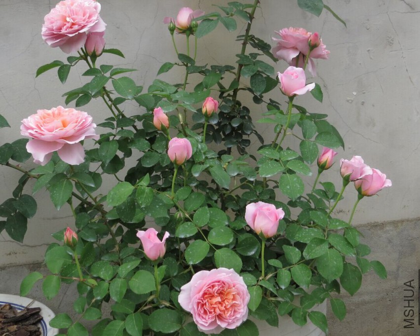 QQͼƬ20150403111451.jpg