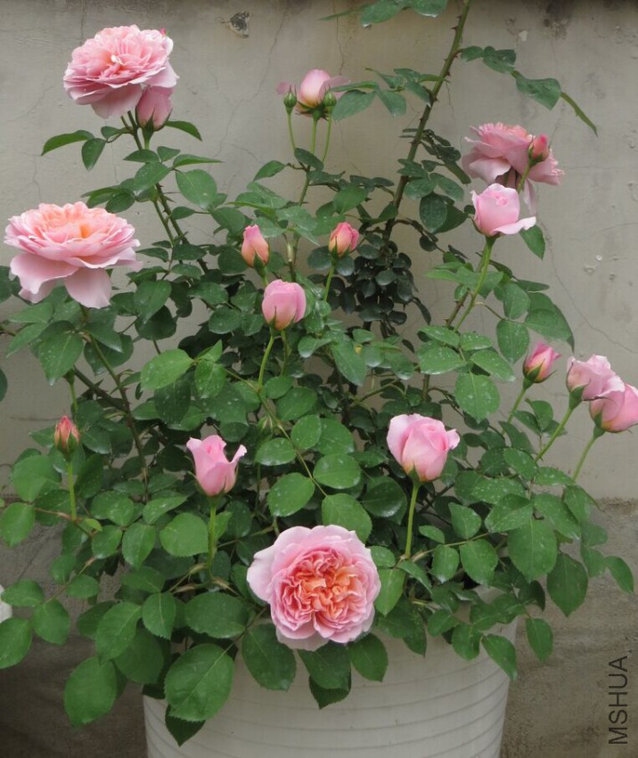 QQͼƬ20150403111511.jpg