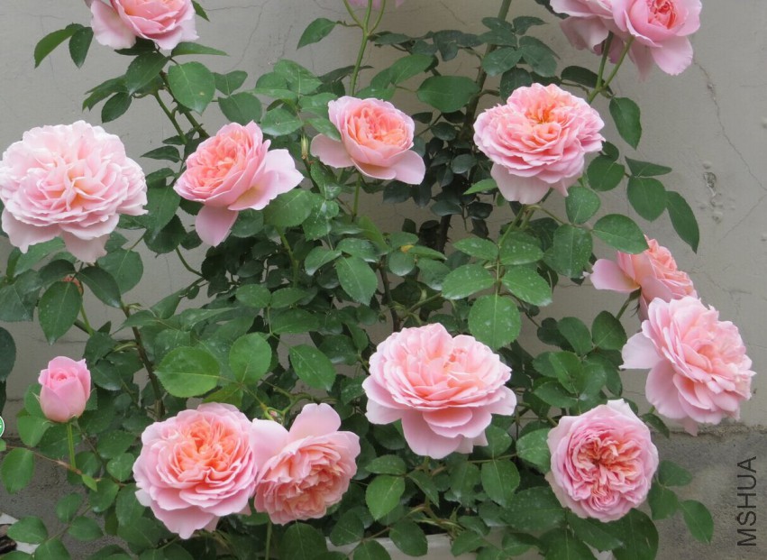 QQͼƬ20150403111632.jpg