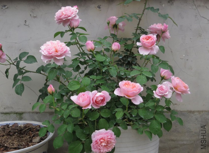 QQͼƬ20150403111556.jpg