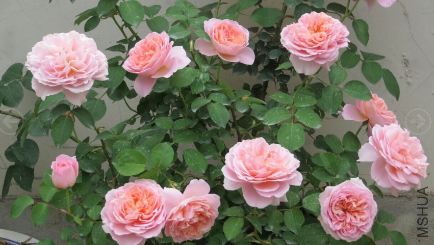 QQͼƬ20150403111646.jpg