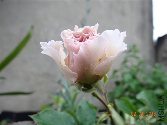 DSC06974.jpg