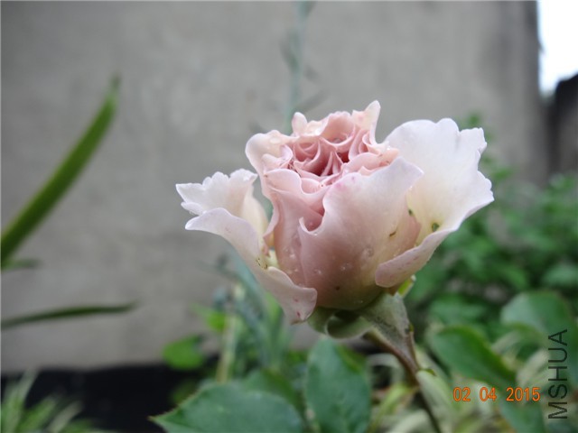 DSC06975.jpg
