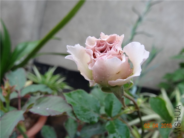 DSC06976.jpg
