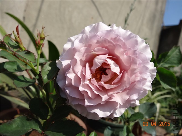 DSC07035.jpg