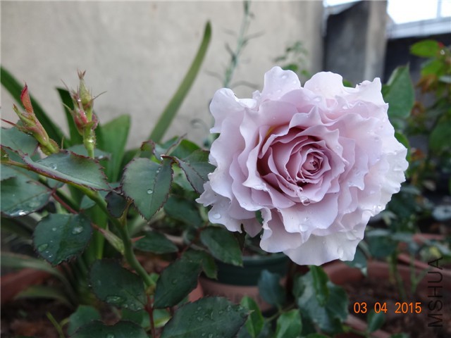 DSC07019.jpg