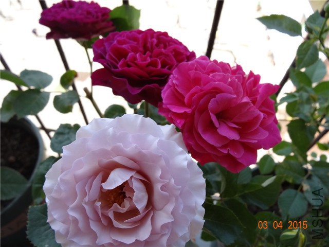 DSC07038.jpg