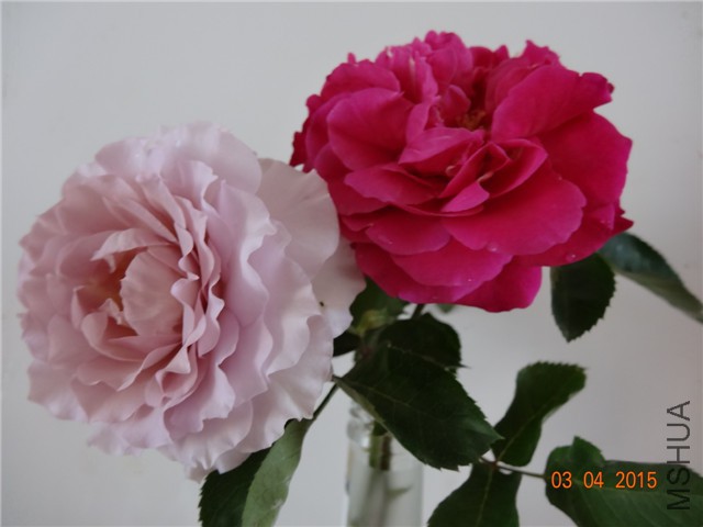 DSC07037.jpg