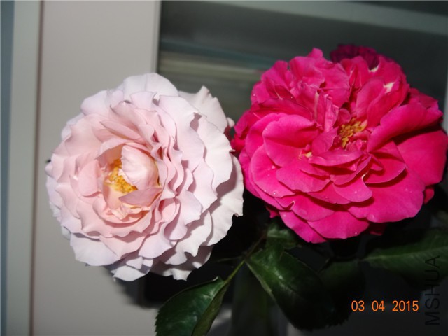 DSC07041.jpg