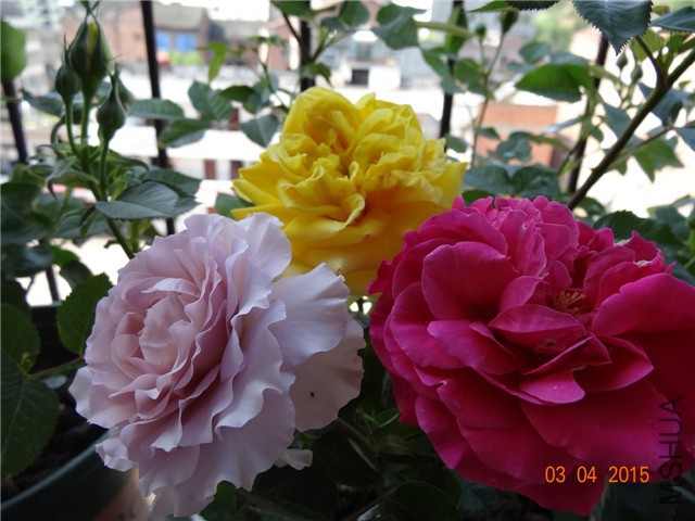 DSC07039.jpg