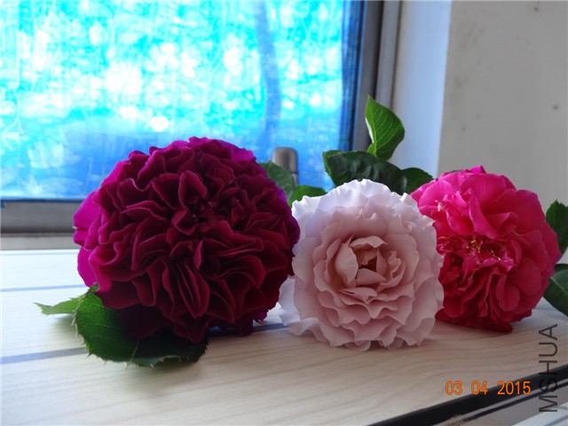 DSC07042.jpg