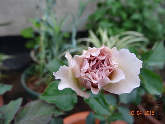 DSC06973.jpg