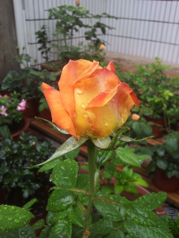 ����֮��1