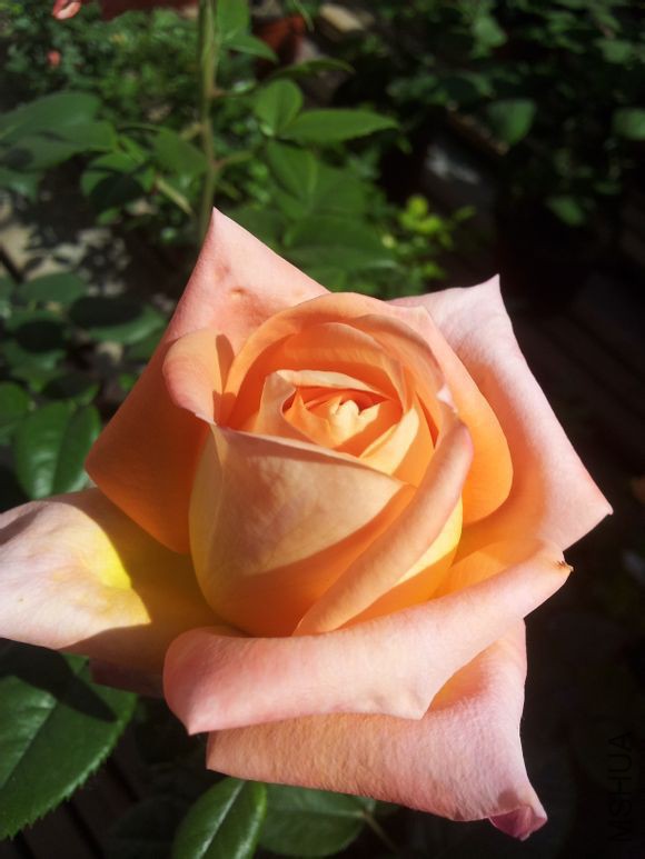 ����֮��2