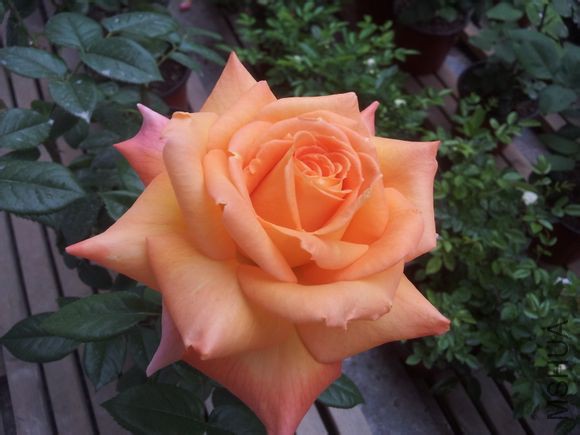 ����֮��4