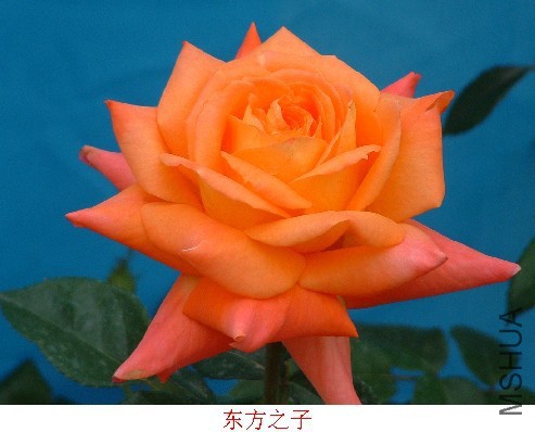 ����֮��5