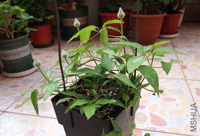 P3311194_����.jpg
