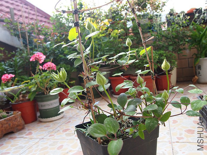 P3311190_����.jpg