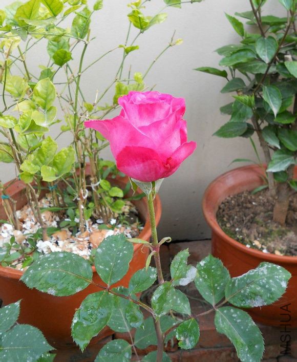 ��������4