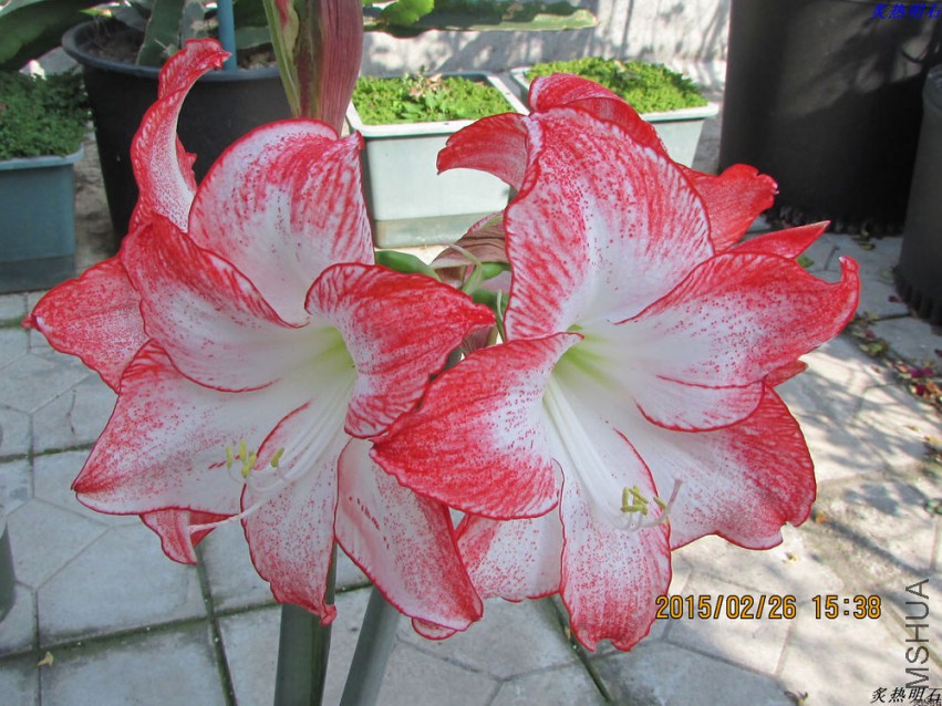 IMG_8421_nEO_IMG.jpg