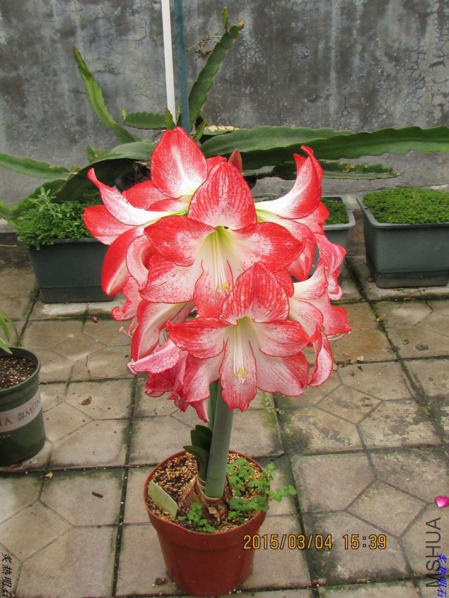 IMG_8970_nEO_IMG.jpg