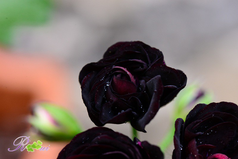 DSC_3578_����.jpg