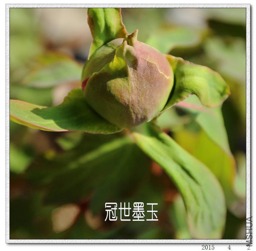2015040216.jpg
