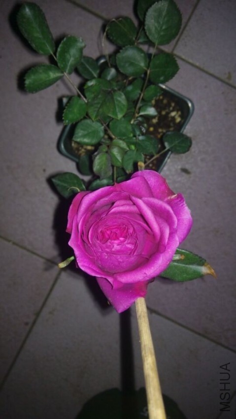QQͼƬ20150403205224.jpg