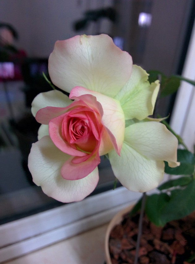 IMG_20150403_202810.jpg