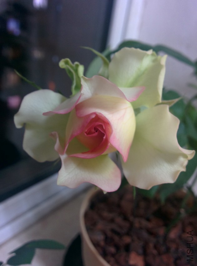 IMG_20150401_205118.jpg