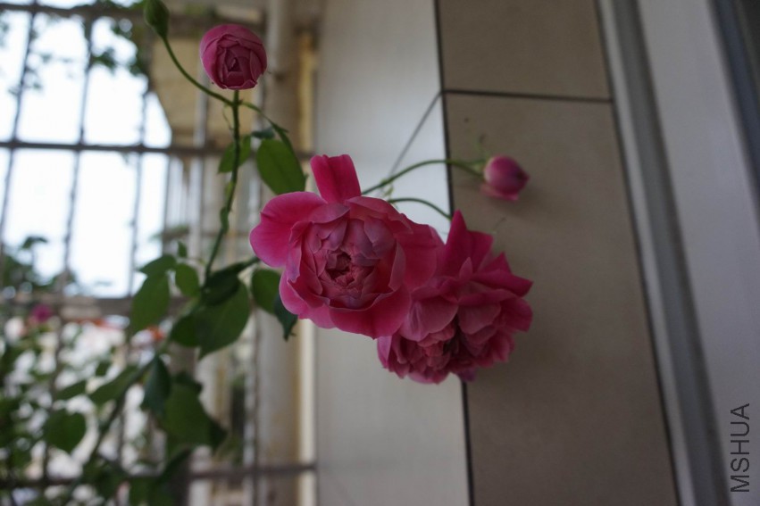 ������С DSC00665.JPG