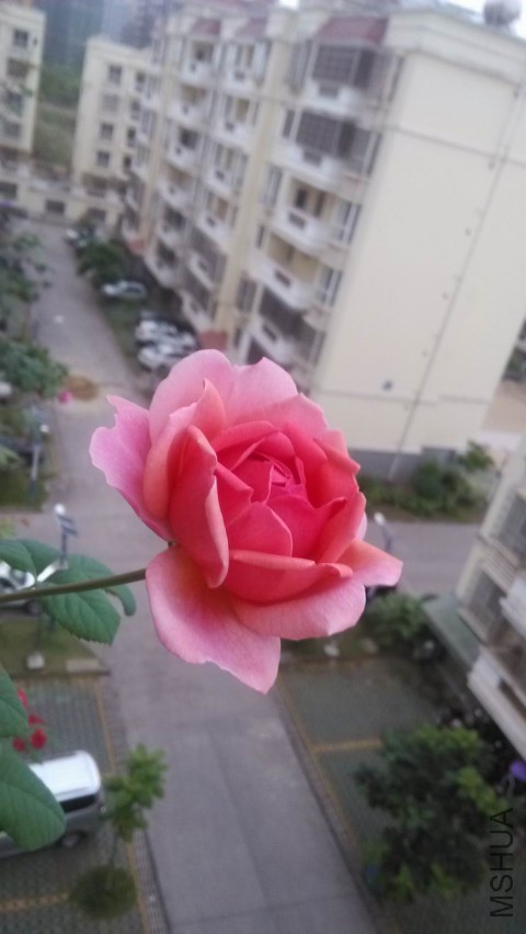 ������С IMG_20150331_070116.jpg