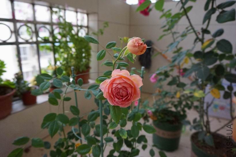 ������С ������С DSC00664.JPG