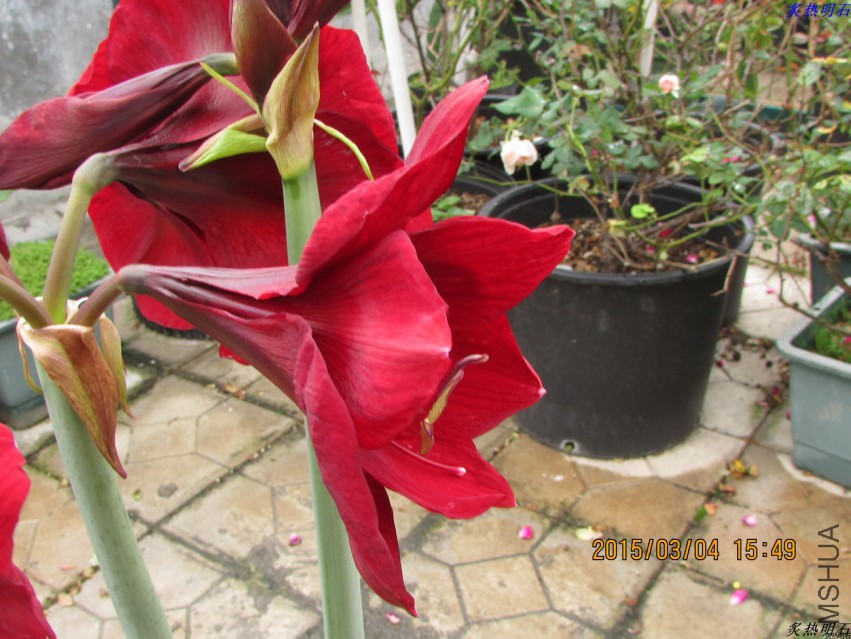 IMG_9040_nEO_IMG.jpg