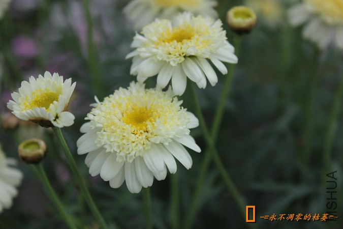 IMG_9206_���� - ����.jpg