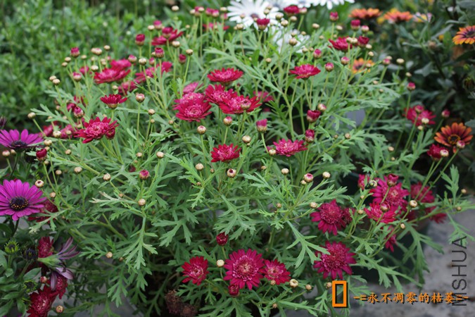 IMG_9220_���� - ����.jpg