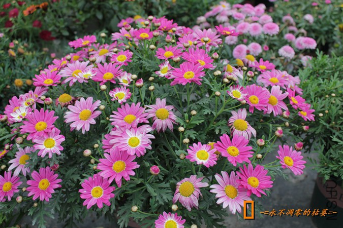 IMG_9200_���� - ����.jpg