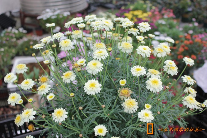 IMG_9204_���� - ����.jpg