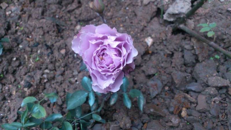 QQͼƬ20150404135033.jpg