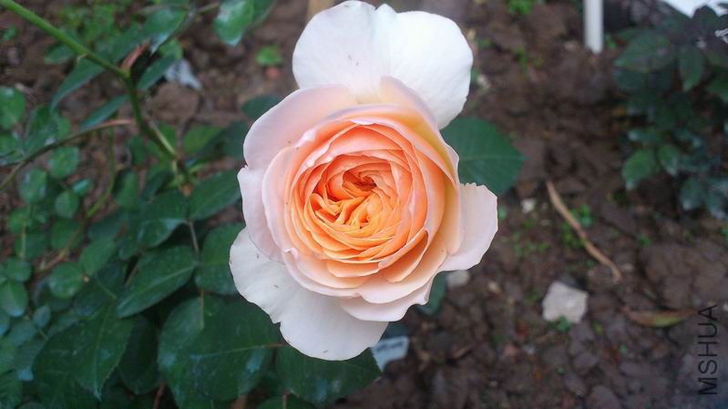 QQͼƬ20150404135137.jpg