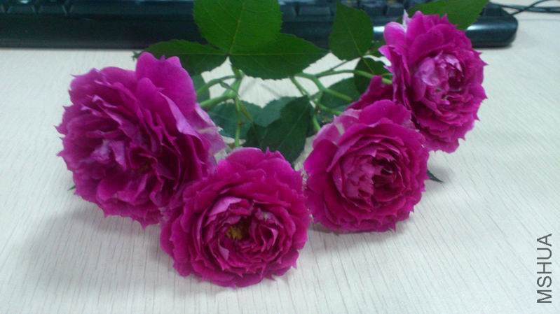 QQͼƬ20150404135157.jpg