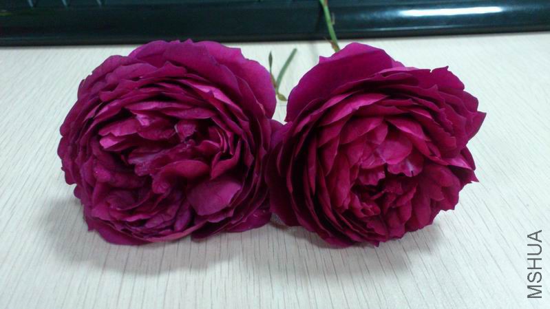 QQͼƬ20150404135333.jpg