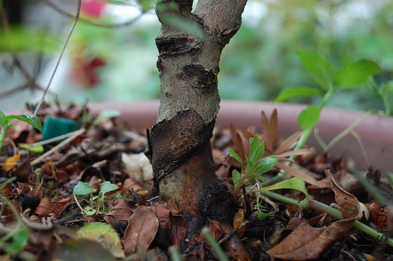 DSC_00110011.JPG