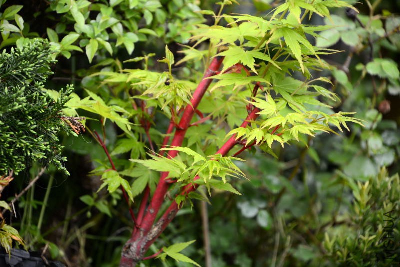 DSC_09220319.JPG