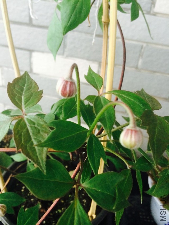 QQͼƬ20150405204745.jpg
