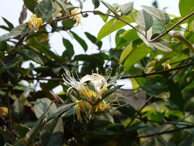 psb (2).jpg