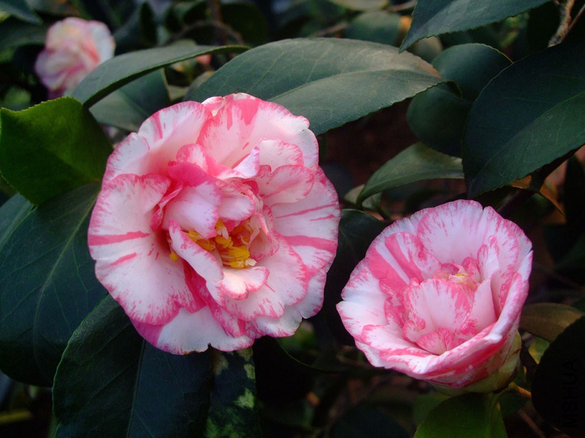 ���ѻ� 2015-4-1 017wf.jpg