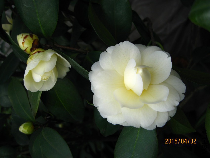 �ƴ� 2015-4-2-040cw.jpg